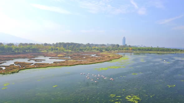 Flying Flamingos