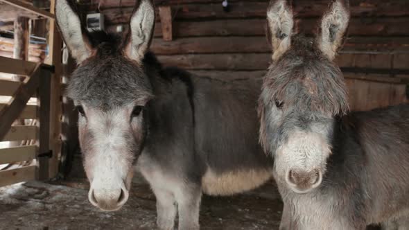 Two Donkeys In A Paddock Looking at Camera