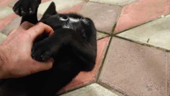 Closeup of the Owner's Hand Scratching the Belly of a Cute Black and White Spotted Puppy Lying on