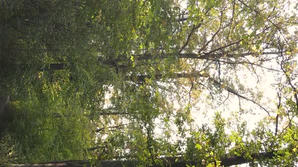 Vertical Video Autumn Forest with Trees in Ukraine Slow Motion