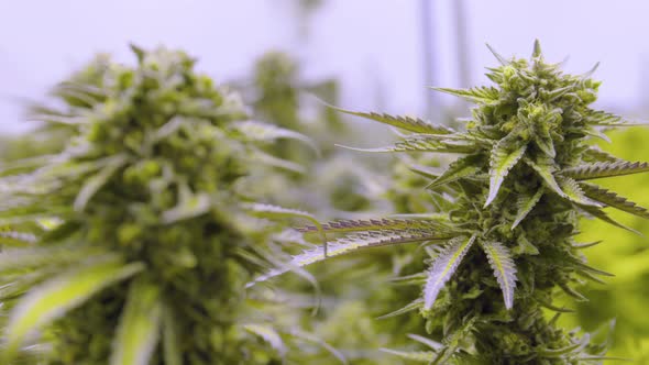 Fat Nugs Of Chronic Weed Marijuana Cannabis Budding Flowers Pull Focus