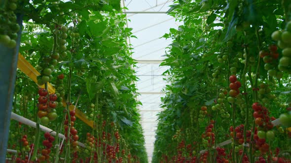 Tomatoes Bushes Growing Greenhouse on Branches Producing Organic Fresh Food