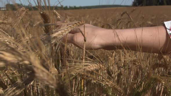 A Woman's Hand Touches an Ear of Wheat