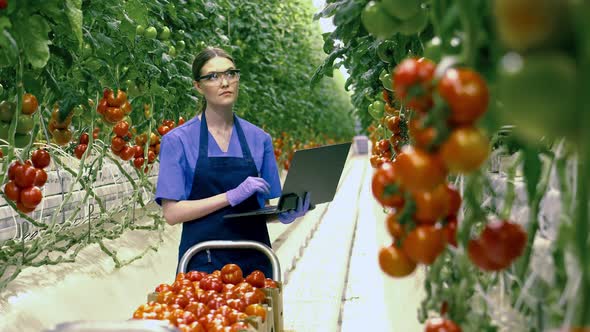 Woman with Laptop Checks Tomatoes in Greenhouse. Agriculture, Fresh Healthy Organic Food Concept.