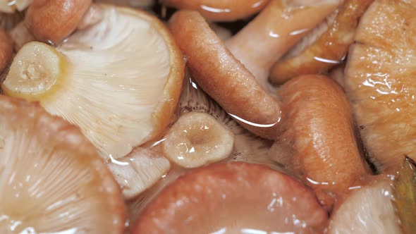 The Soaked Mushrooms From the Harvest in Espoo Finland