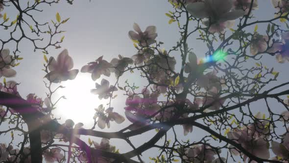 Flower buds Magnolia  soulangeana and sun flare  through tree   branches 4K 3840X2160 UltraHD tilt f