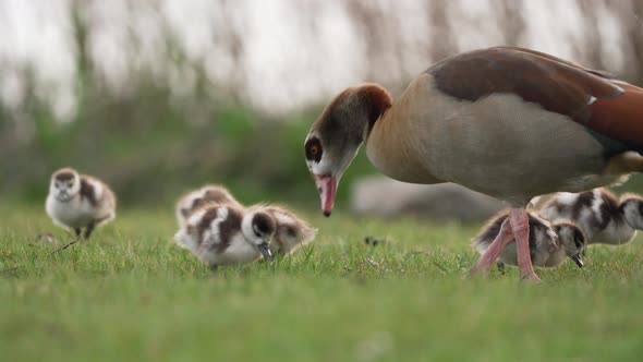 Greylag Goose with small babies looking for food on vibrant green grass