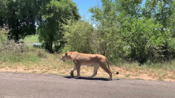 Muscular female African Lion walks on paved road in Kruger Natl Park