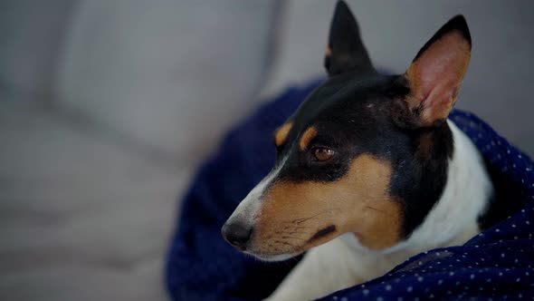 Closeup Shoot of a Cute Sleepy Dog Relaxing Lies on a Gray Sofa