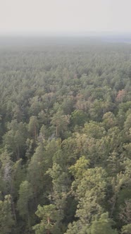 Green Forest on a Summer Day