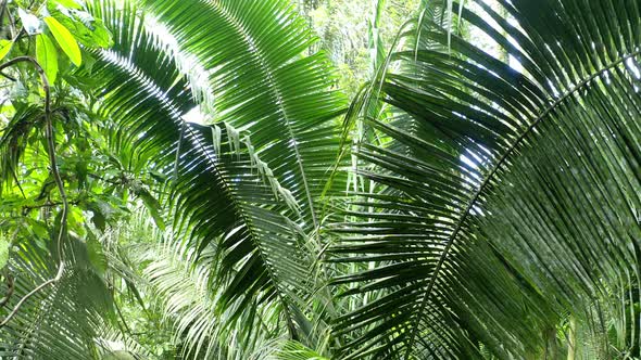 Moving through a tropical forest, between the large leaves of a fern tree