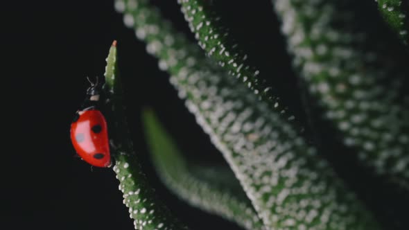 Bright red ladybird walks around small green plant macro shot 5