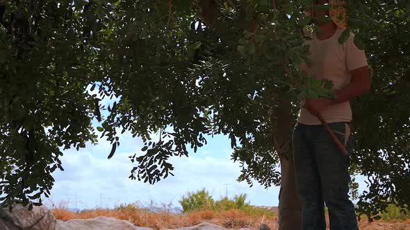 Man harvesting carob pods in summer countryside