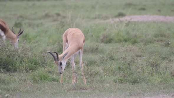 Scared springbok at the savanna 