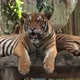 Tigers sitting relax chilling on a wooden platform porch - VideoHive Item for Sale