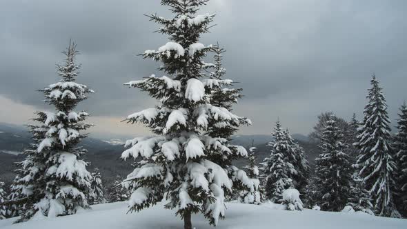 Panoramic landscape with evergreen pine trees covered with fresh fallen snow after heavy