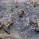 Energetic Small Turtles Seeking and Eating Food in a Sea Farm in Summer   - VideoHive Item for Sale