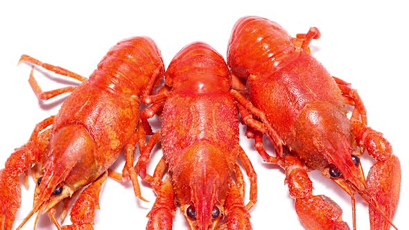 Three Red Thugs Crayfish on a White Background Slow Motion