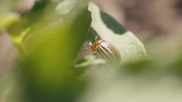 The pest beetle destroys the crop. Colorado potato beetle Leptinotarsa decemlineat sitting