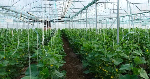 Growth Greenhouse Cucumbers