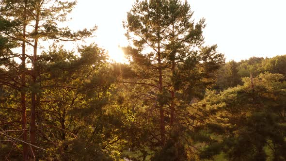 Evening Sun Rays Glowing Through Forest Trees