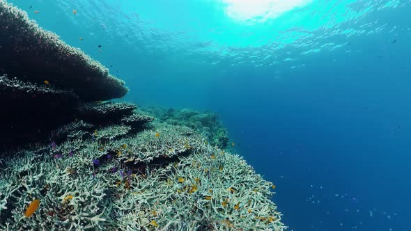 Coral Reef and Tropical Fish Underwater. Bohol, Panglao, Philippines.