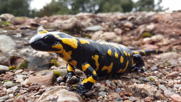 Close up from a pregnant European fire salamander 