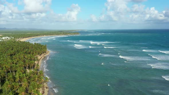 Wild Tropical Coastline with Coconut Palm Trees and Turquoise Caribbean Sea