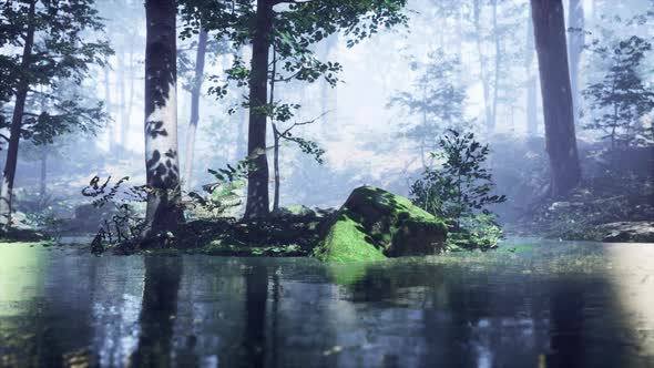 Mist on Pond in Forest with Fog