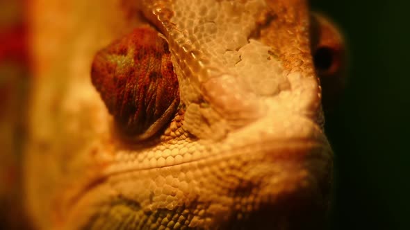 Chameleon wiggles his eyes in slow motion close-up. Reptile pattern.