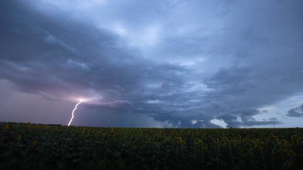 Time-lapse. Beautiful thunderstorm with clouds and lightning over a field with sunflowers