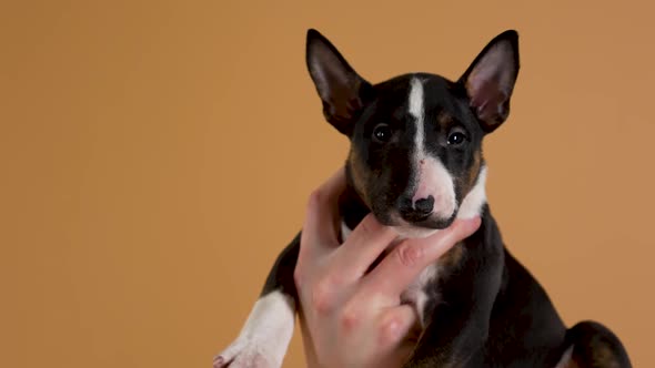 Female Hand Holds a Bull Terrier Puppy on a Yellow Studio Background