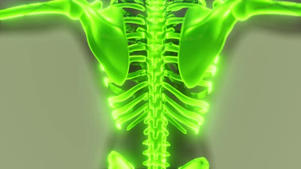 Homan Skeletal System in Transparent Body