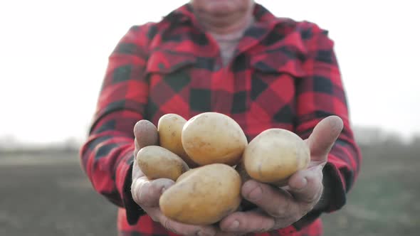 Senior Man Harvesting Potato in the Vegetable Garden