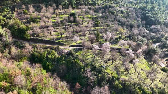 Mendal Spring Garden Aerial View 4 K