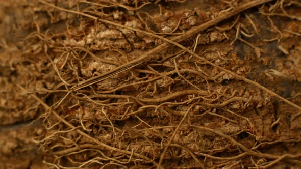 Coconut video slider. A close-up of the movement of a coconut.