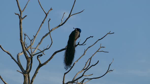 Peacock high in a tree 