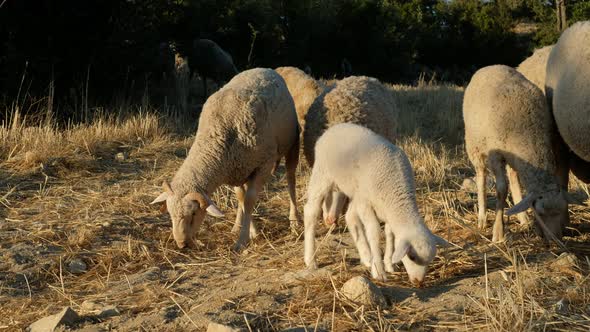 Sheep Grazing Field