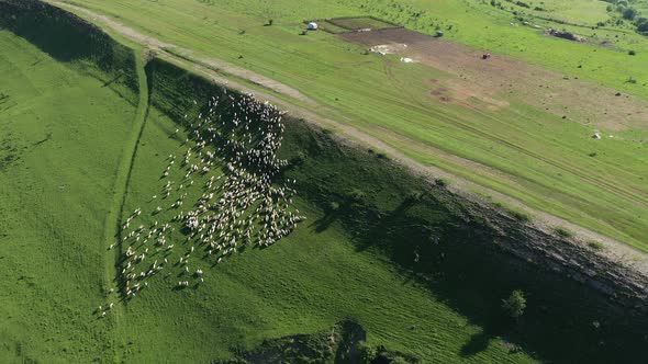 Aerial View of Sheep Grazing in the Pasture by Drone. Transylvania, Romania