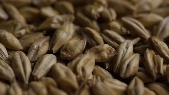 Rotating shot of barley and other beer brewing ingredients 