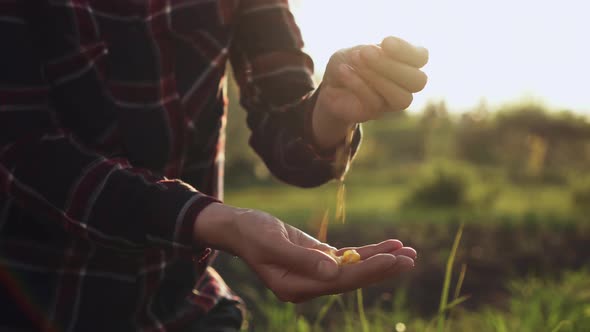 Farmer Woman Pours Harvested Corn Consumers Into Handful. Hands Of Farmer Holding Corn