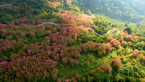 Prunus cerasoides bloom in tropical forests in northern Thailand