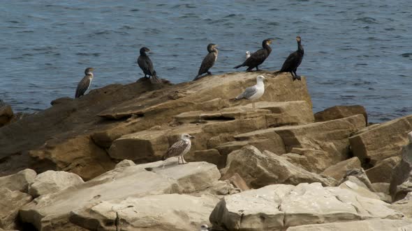 Cormorant Phalacrocorax Pelagicus