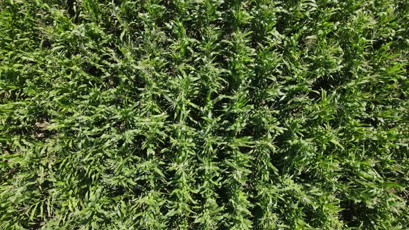 Drone View Over Green Cornfield Leaves Shaking