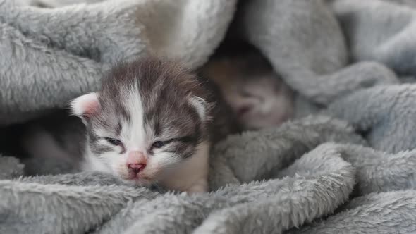 Newborn Kitten Sleeping Under Wool Blanket 