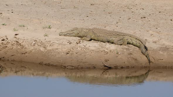 Nile Crocodile Basking