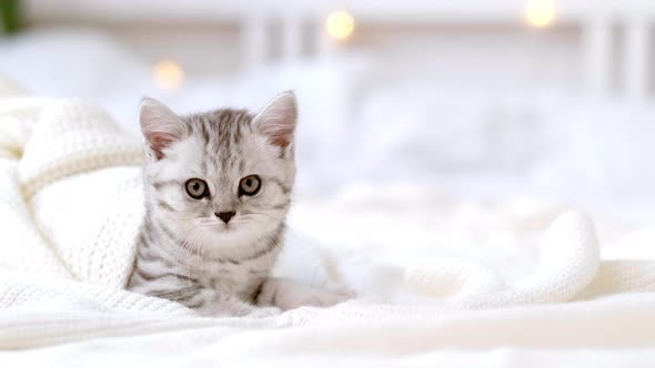 Portrait Funny Cute Little Striped Scottish Fold Kitten Cat Lying on White Bed at Home with