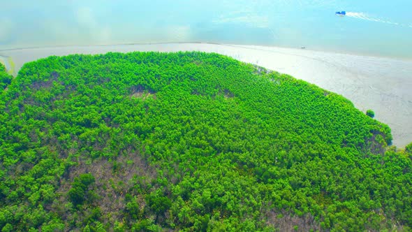 4K : Aerial view over beautiful mangrove forest