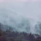Timelapse Shot of the Evaporation of Moisture in the Forest - VideoHive Item for Sale