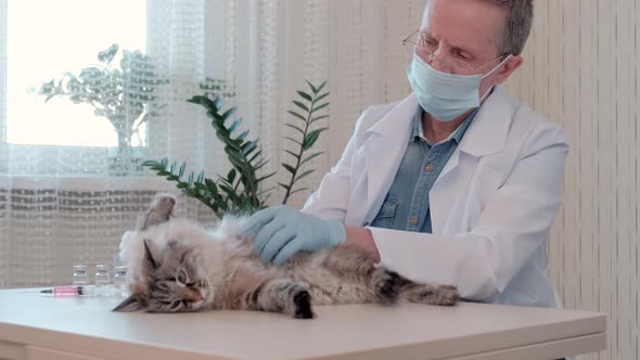 Close Up of Veterinarian Doctor in Medical Gloves Examine Cat Health in Clinic